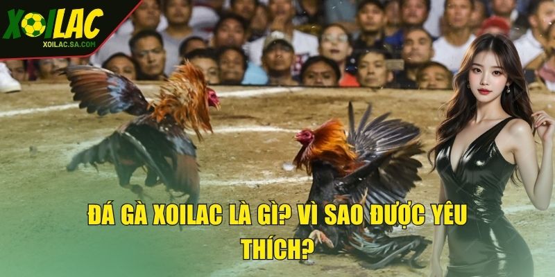 Đá gà XOILAC là gì? Vì sao được yêu thích?