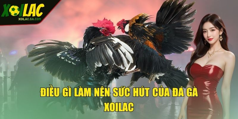 Điều gì làm nên sức hút của đá gà XOILAC