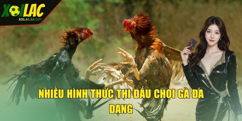 Nhiều hình thức thi đấu chọi gà đa dạng